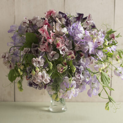 Spencer Ripple Formula Mix Spencer Ripple Formula Mix Sweet Peas