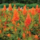Sunday™ Bright Orange Sunday™ Series