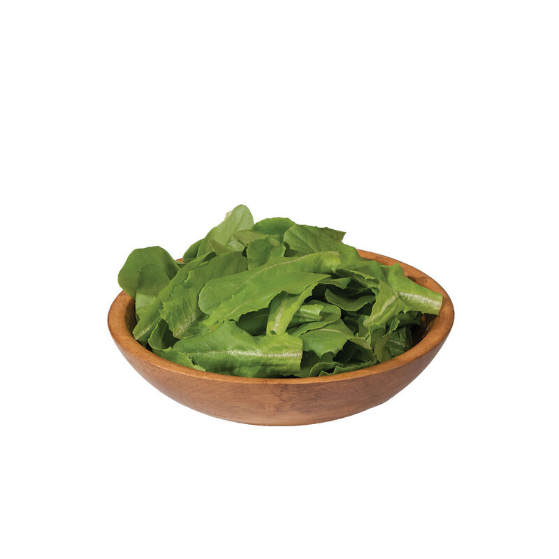 Deer Tongue Bibb Lettuce