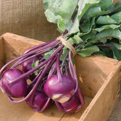 Kolibri Kohlrabi