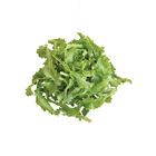 Clodia Endive