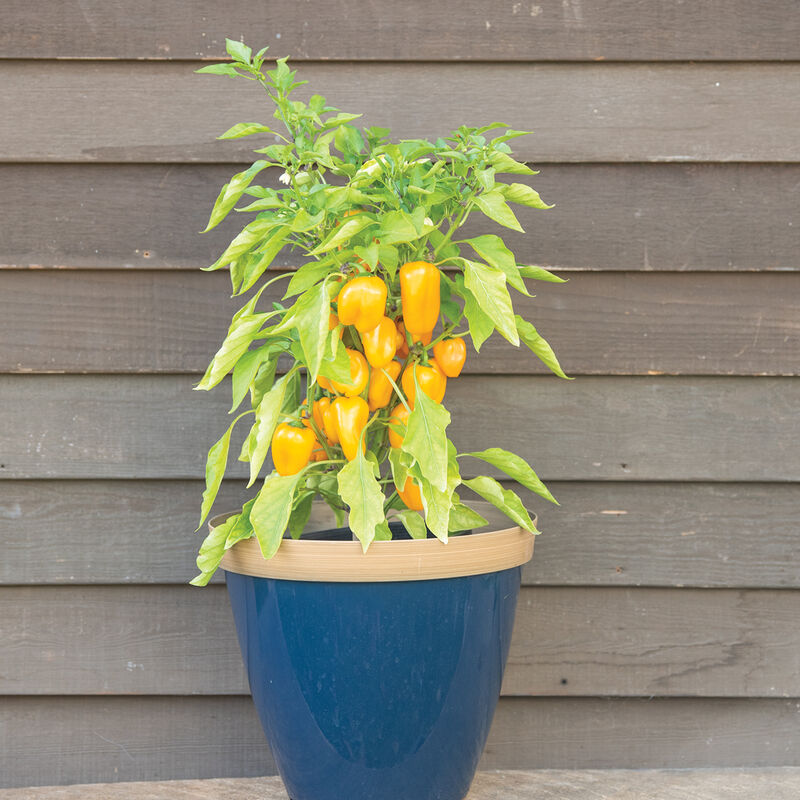 Lunchbox Yellow Sweet Peppers