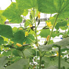 Quick Snack Specialty Cucumbers