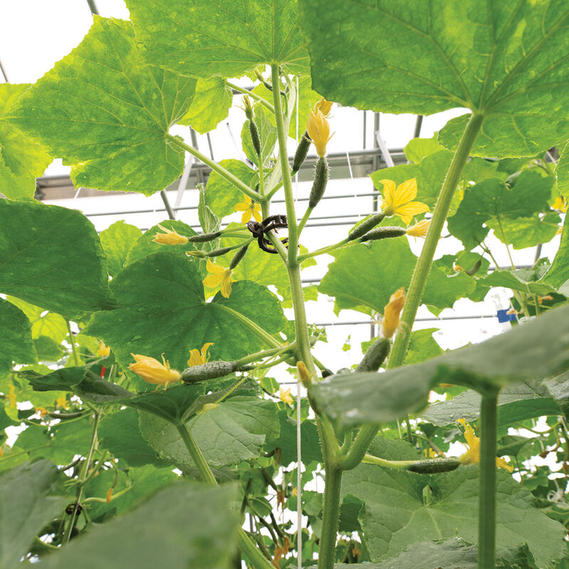Quick Snack Specialty Cucumbers