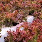 Azirka CrunchLeaf Lettuce