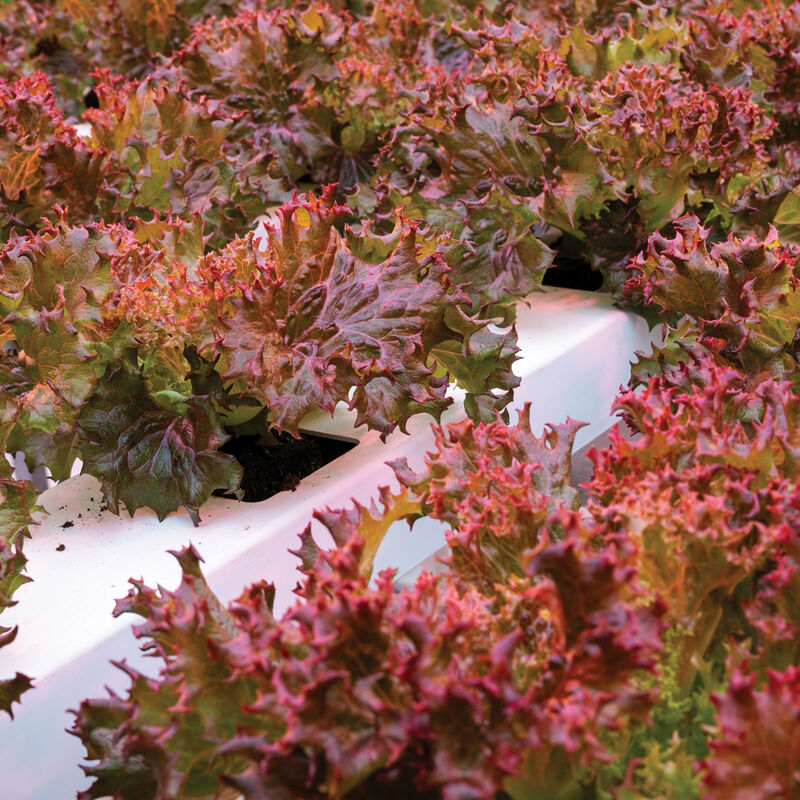Azirka CrunchLeaf Lettuce