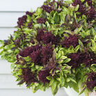 Cardinal Asian Basil