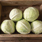 Promise Storage Cabbage