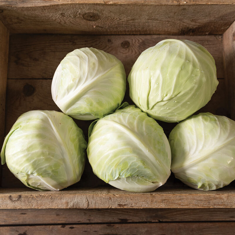 Promise Storage Cabbage