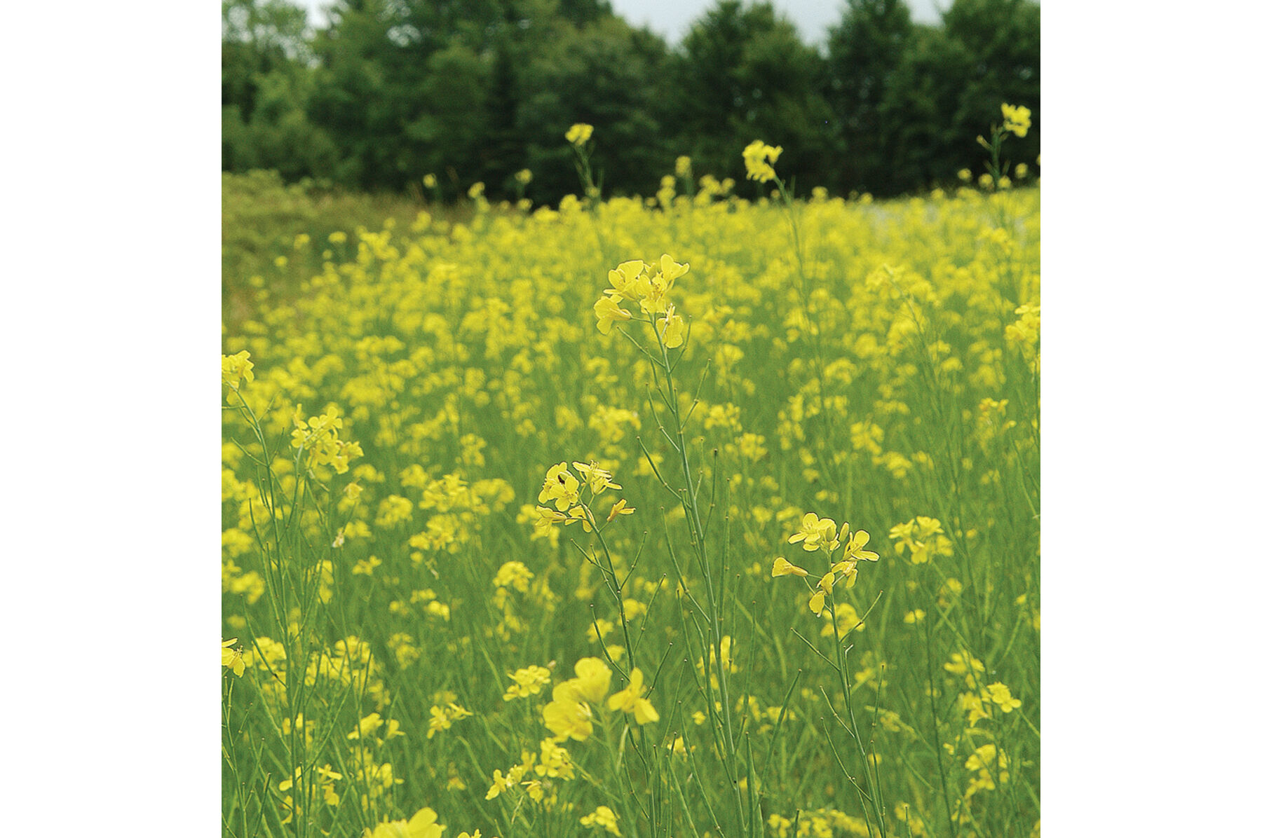 Mighty Mustard&reg; Pacific Gold Mustards (Cover Crop)