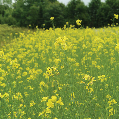 Mighty Mustard® Pacific Gold Mustards (Cover Crop)