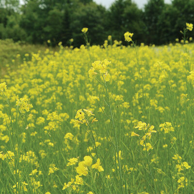 Mighty Mustard® Pacific Gold Mighty Mustard® Pacific Gold Mustards (Cover Crop)