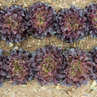 Salanova® Red Oakleaf Salanova® Lettuce
