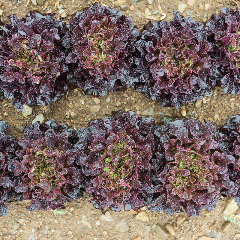 Salanova® Red Oakleaf Salanova® Lettuce