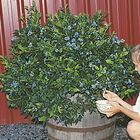 Northsky Blueberry