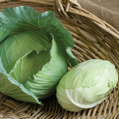 Tendersweet Fresh Market Cabbage