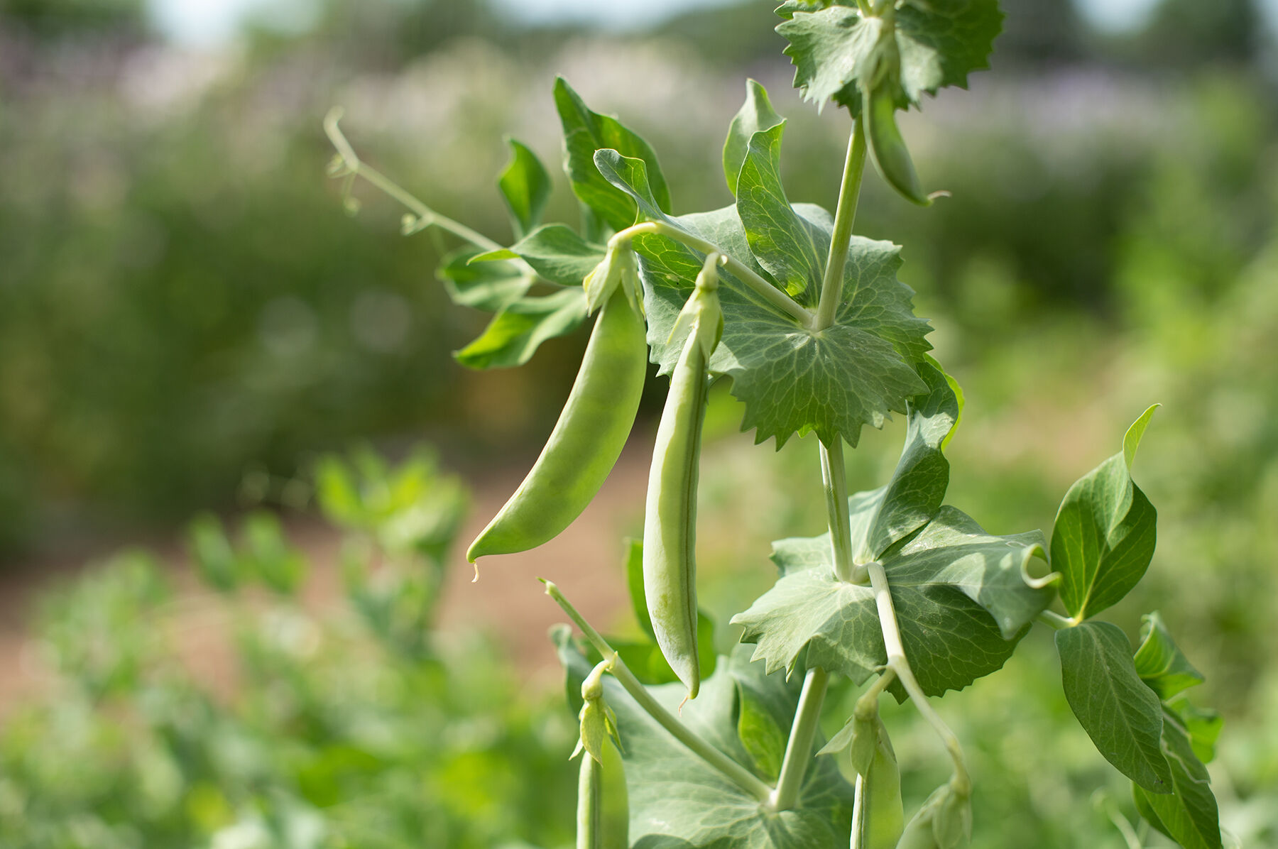 PLS 141 - Pea Seed | Johnny's Selected Seeds