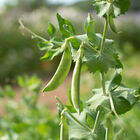 PLS 141 Snap Peas