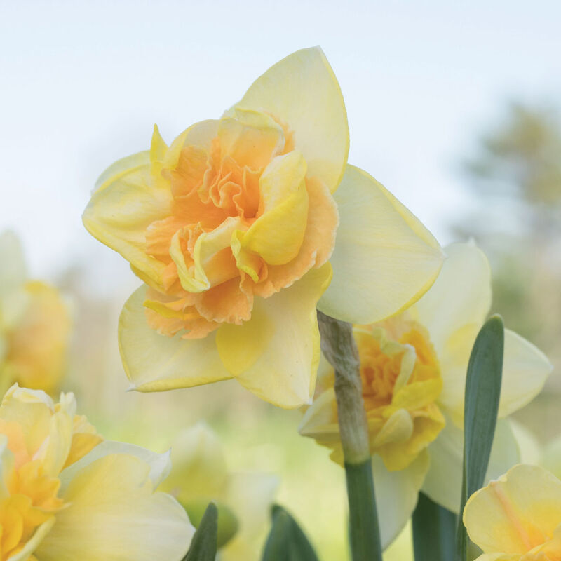 Bellabombe Narcissus
