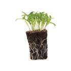 Cilantro, Monogerm Microgreen Herbs