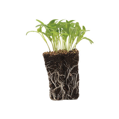 Cilantro, Monogerm Microgreen Herbs