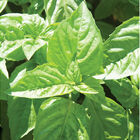 Nufar Italian Large Leaf Basil