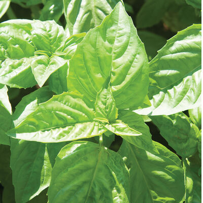 Nufar Italian Large Leaf Basil