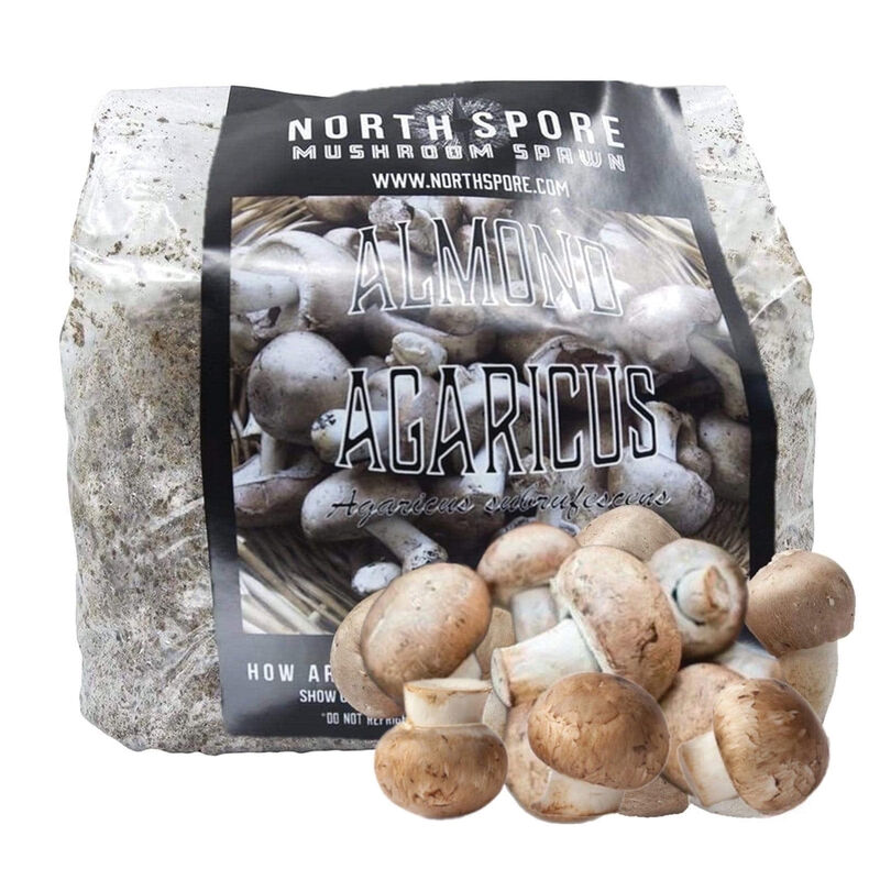 Almond Agaricus Sawdust Spawn Sawdust Spawn
