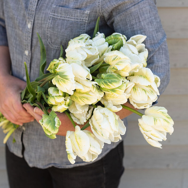 Super Parrot - Tulip Bulb | Johnny’s Selected Seeds