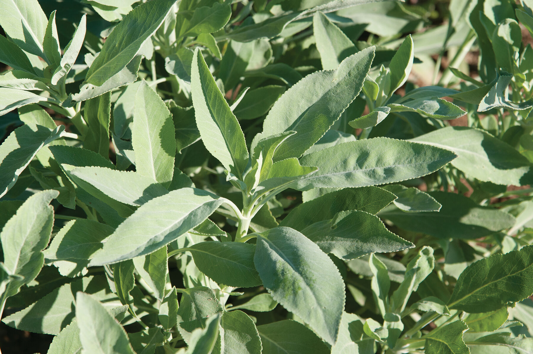 White Sage Sage