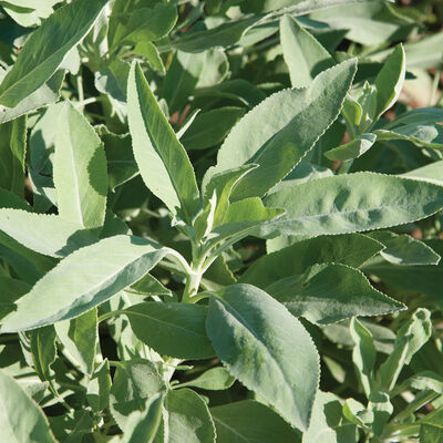 White Sage Sage