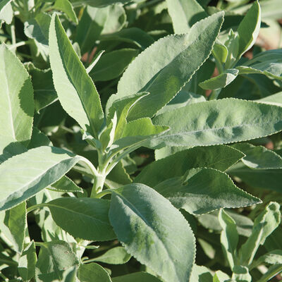 White Sage Sage