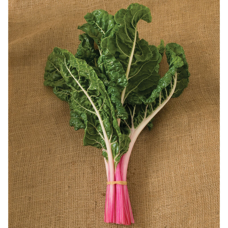 Peppermint Swiss Chard