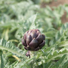 Colorado Star Artichokes