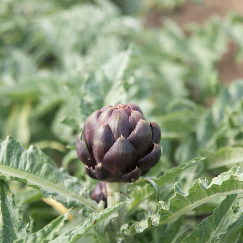 Colorado Star Artichokes