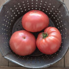 Abigail Beefsteak Tomatoes