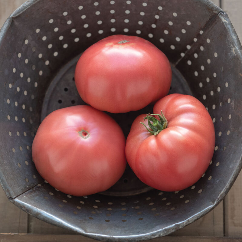 Abigail Beefsteak Tomatoes
