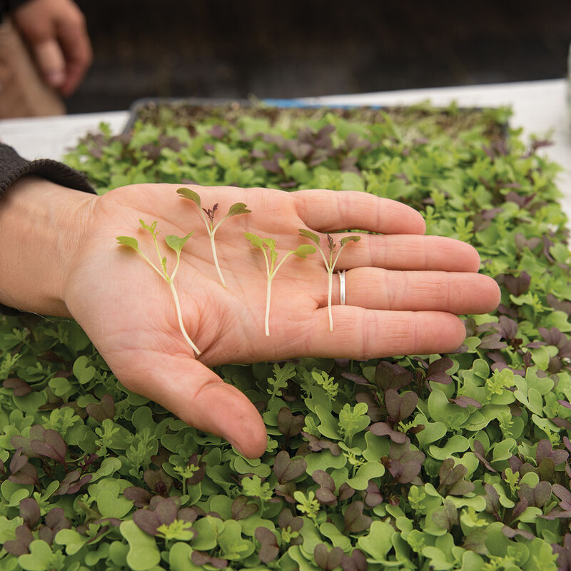 Spicy Micro Mix Spicy Micro Mix Microgreen Mixes