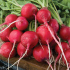 Rudolf Radishes