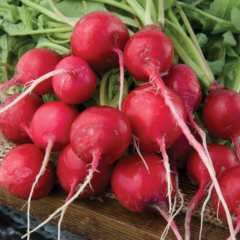Rudolf Radishes