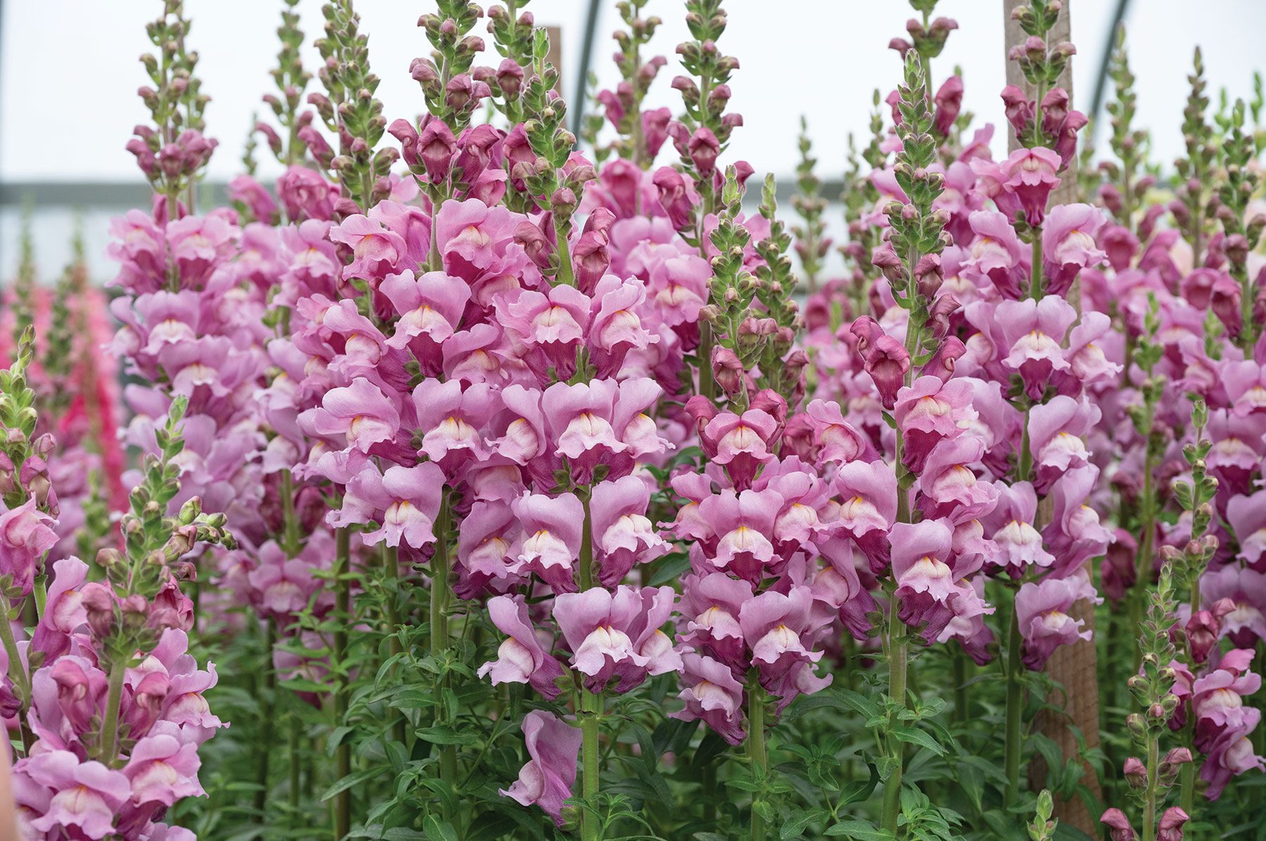 Avignon Lavender II - (F1) Snapdragon Seed | Johnny's Selected Seeds