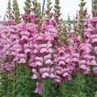 Avignon Lavender II Cool Season (Groups 1–2)