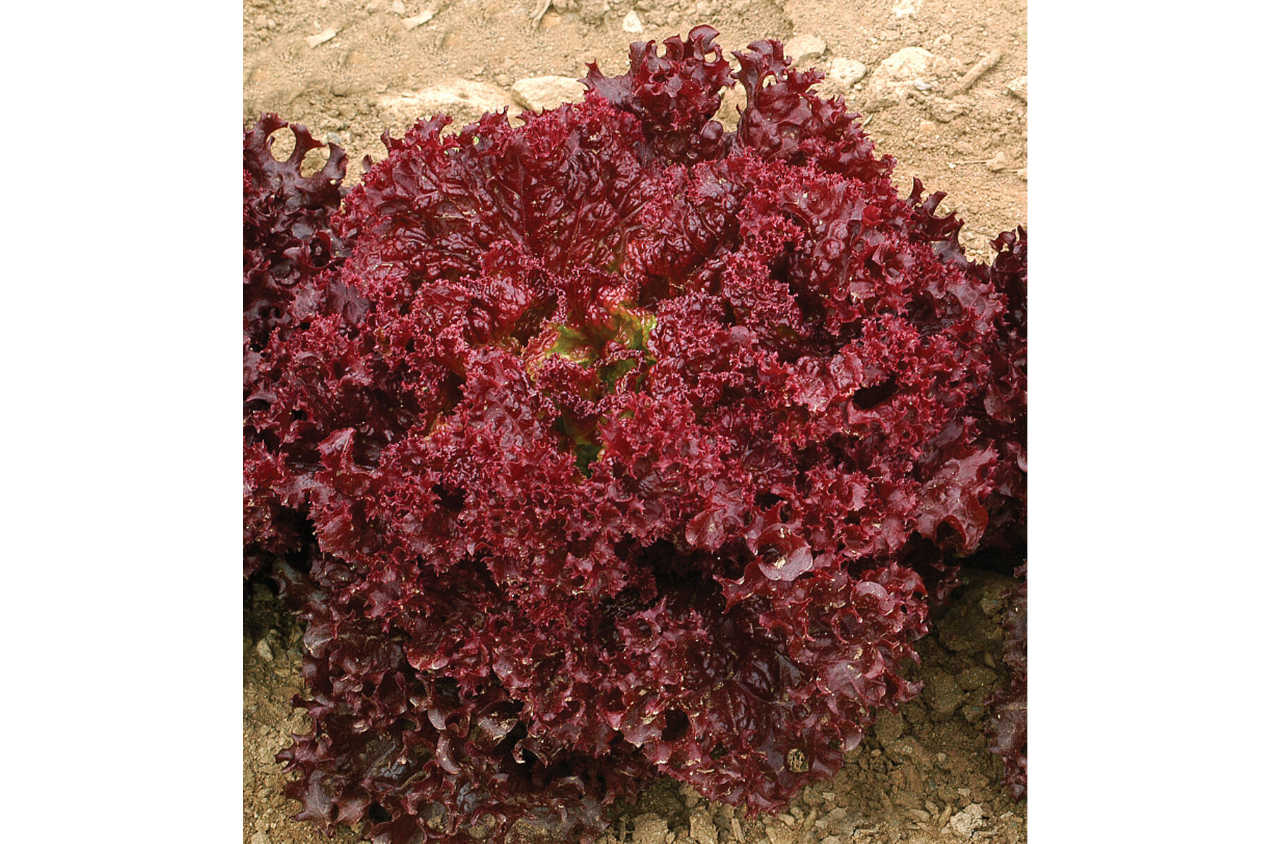 Dark Red Lollo Rossa Lollo Lettuce