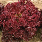 Dark Red Lollo Rossa Dark Red Lollo Rossa Lollo Lettuce