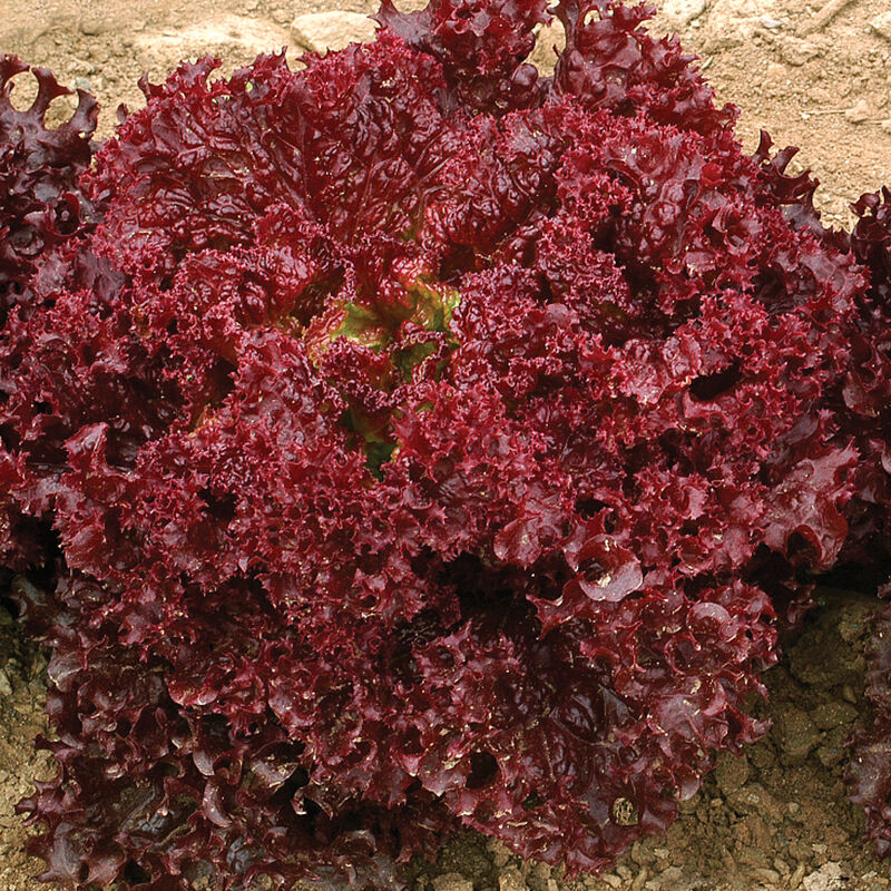 Dark Red Lollo Rossa Dark Red Lollo Rossa Lollo Lettuce
