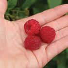 Encore Raspberry