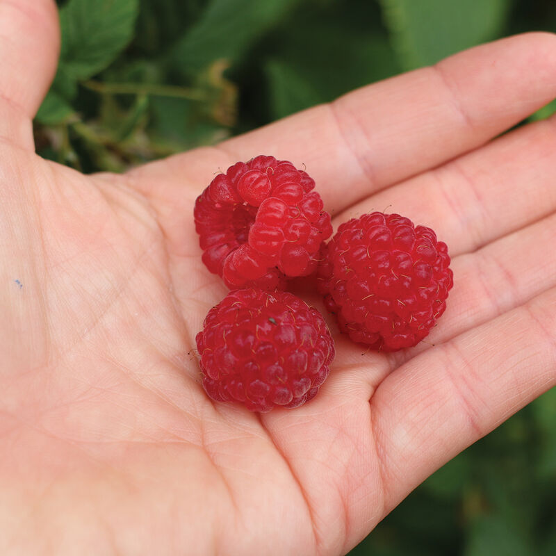 Encore Raspberry