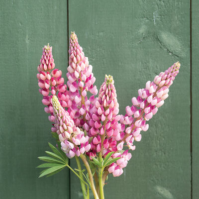 Chatelaine Lupine