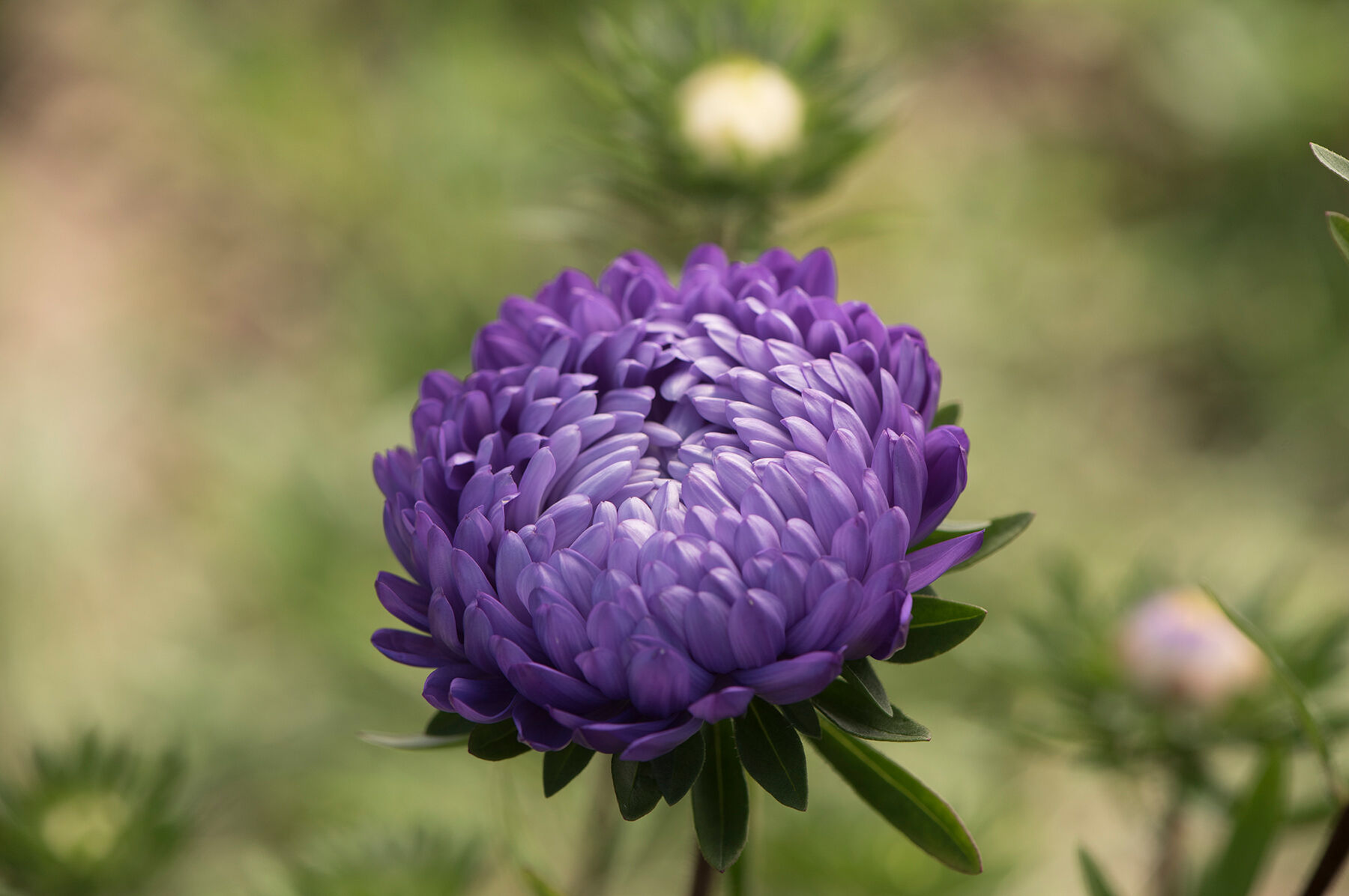 China aster hot sale