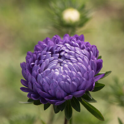 Tower Blue Tower Blue Aster